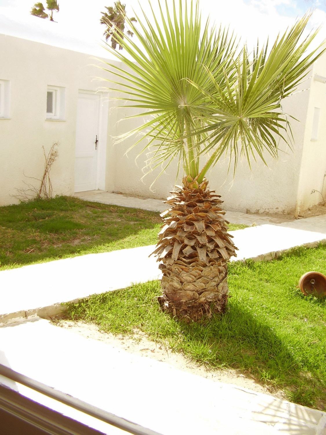 Soliman Hotel El Andalous מראה חיצוני תמונה